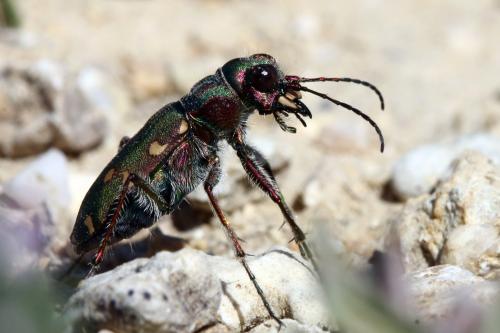 Réf. 305 714 : Cicindela maroccana pseudomaroccana